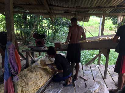 They feed the manioc into a grinder which turns it into a wet pulp.